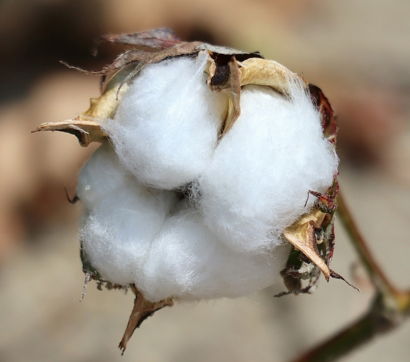 a-close-up-of-a-cotton-plant-with-a-blurry-background.jpg A close up of a cotton plant with a blurry background