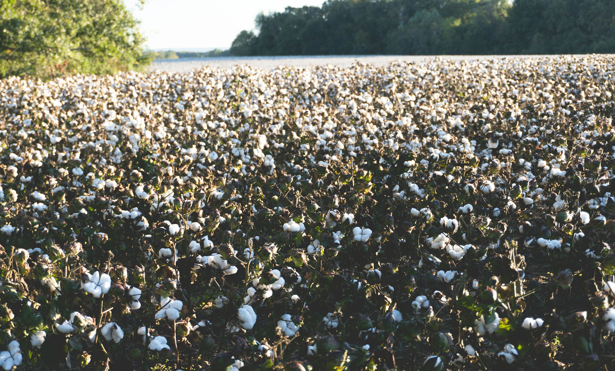 a-field-of-ripe-cotton-ready-for-harvest-.jpg A field of ripe cotton ready for harvest.